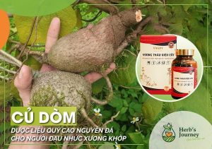 Củ dòm – Dược liệu quý cao nguyên đá cho người đau nhức xương khớp