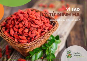 Vì sao Kỷ tử Ninh Hạ là loại tốt nhất trên thế giới?