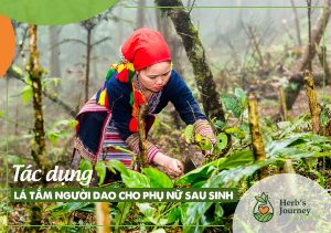 Tắm lá người Dao sau sinh