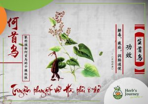 Truyền thuyết về Hà thủ ô đỏ