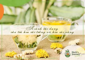 So sánh tác dụng của trà hoa cúc trắng và hoa cúc vàng