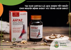 tai sao antaz la lua chon tot cho nguoi tang acid uric va xuat hien con gout cap lan dau tien 1