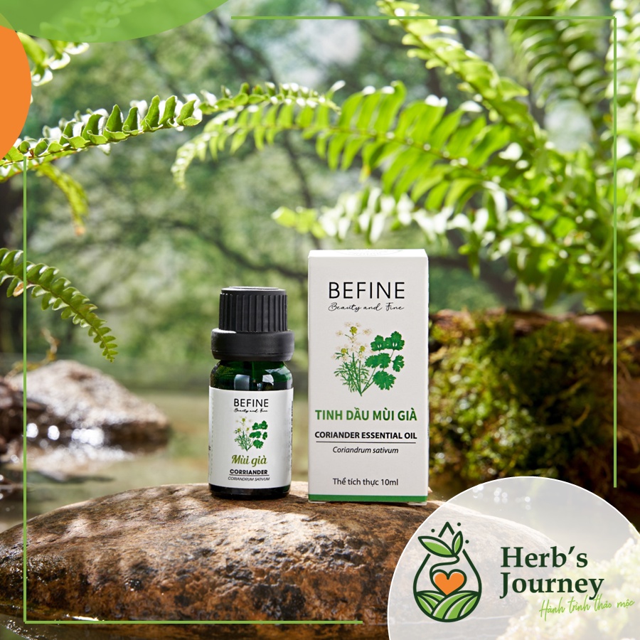 Tinh-Dau-Mui-Gia-BEFINE-Tinh-dau-nguyen-chat-chung-cat-tu-nhien-Huong-thom-ngay-Tet-thom-phong_1 Tinh Dau Mui Gia BEFINE Tinh dau nguyen chat chung cat tu nhien Huong thom ngay Tet thom phong 1